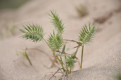Tapertip False Wheatgrass