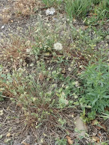 Annual Wheatgrass