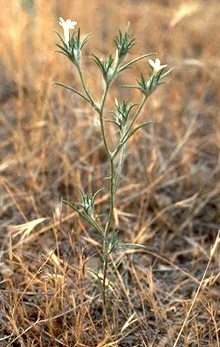 Brandegee's Woollystar