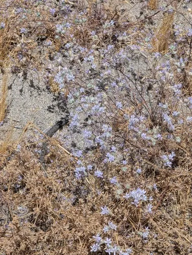 Desert Woollystar