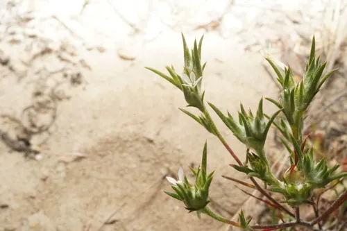 Ertter's Woollystar