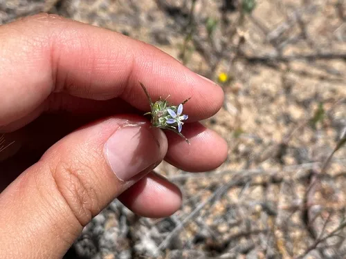 Lavender Woollystar — photo by valeriaquinonez