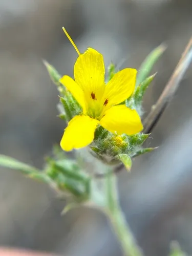 Yellow Woollystar — photo by Alex Heyman