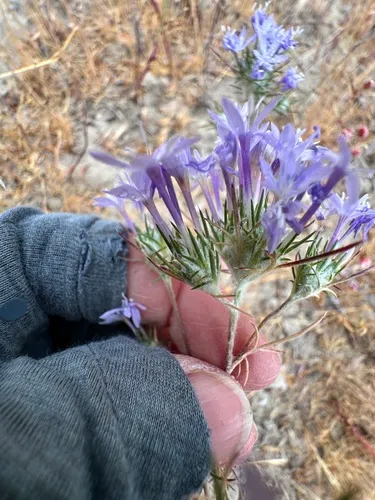 Tehachapi Woollystar — photo by Leah Gardner