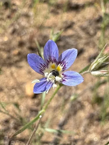 Sapphire Woollystar — photo by smfang