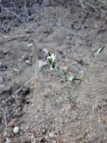 Great Basin Woollystar