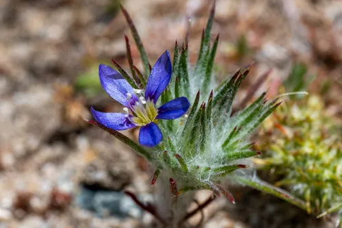 Wand Woollystar — photo by Joe Miller