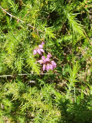 Scotch Heath — photo by ragged-robin