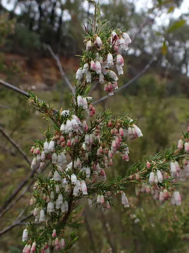 Spanish Heath