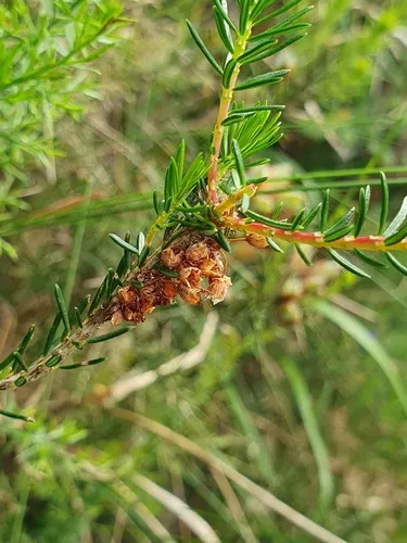 Cornish Heath