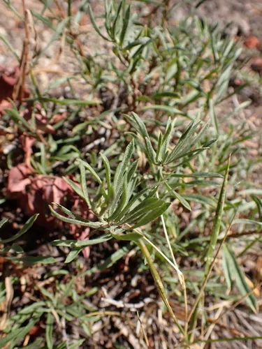 Rabbitbush — photo by Rick Wachs