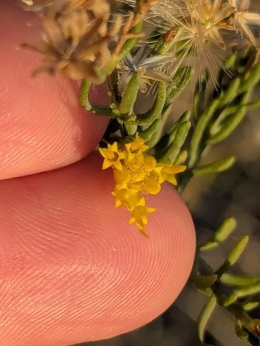 Chaparral Goldenbush