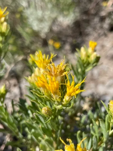 Charleston Mountain Goldenbush