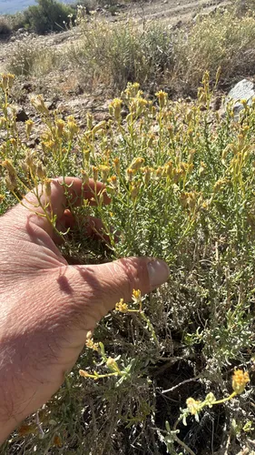 Cooper's Goldenbush
