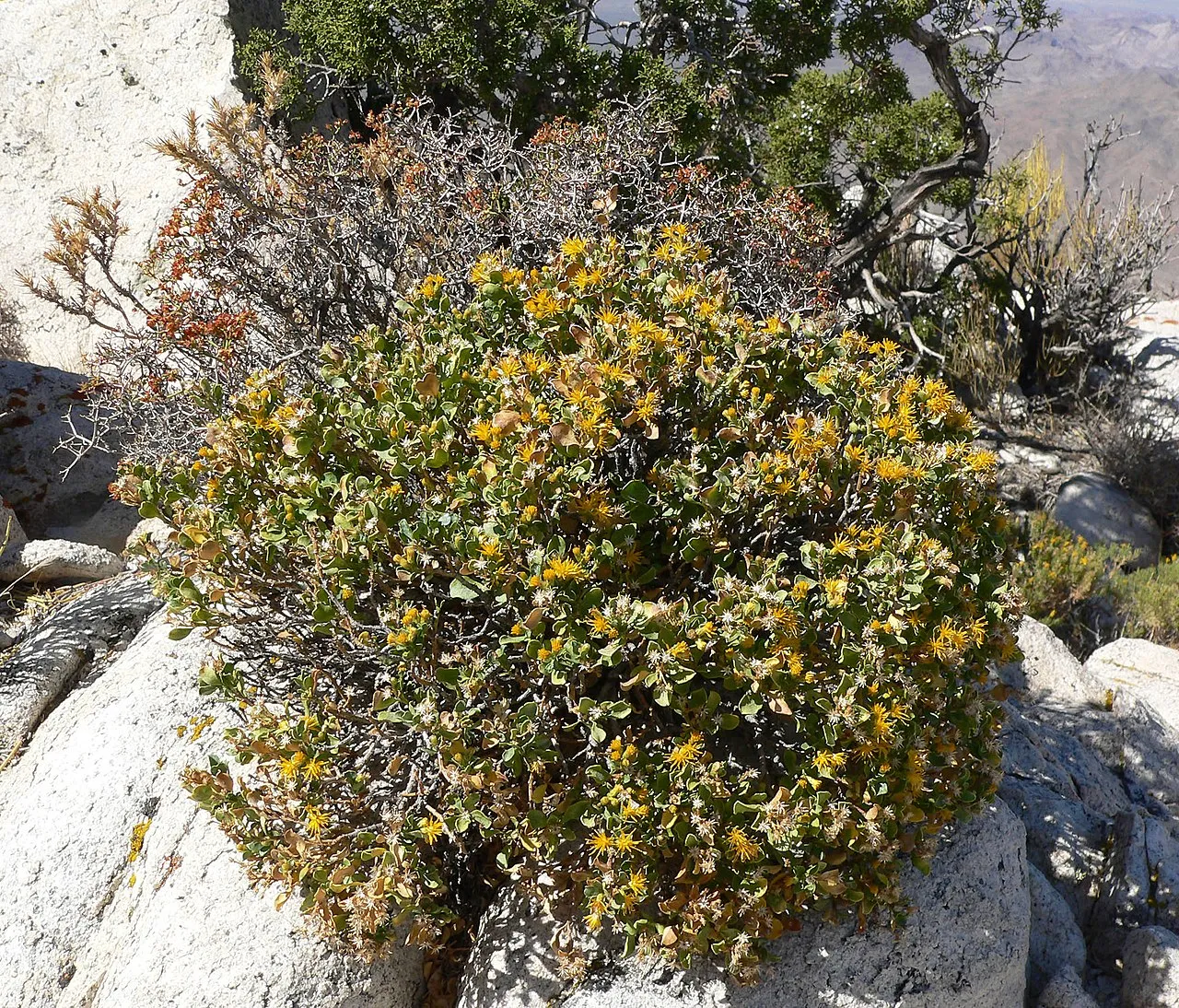 Cliff Goldenbush (var. spathulata) — photo by Stan Shebs