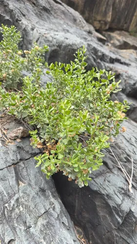 Cliff Goldenbush