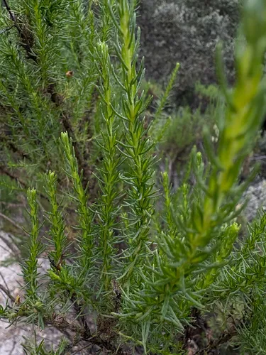 California Goldenbush