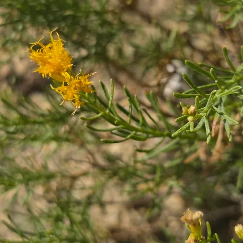 Turpentine Bush — photo by Lyn Jackson