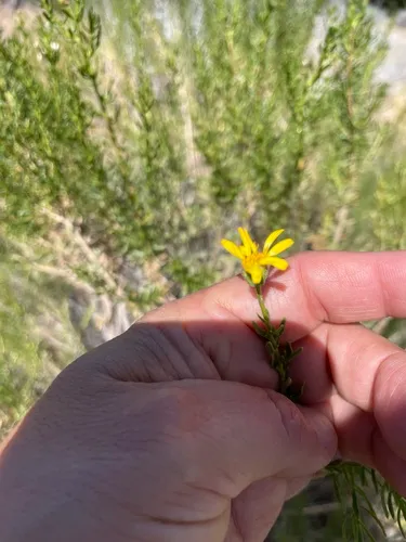 Narrowleaf Goldenbush — photo by E. Merkt