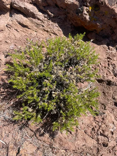 Dwarf Goldenbush