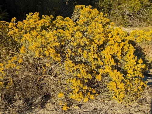 Rubber Rabbitbrush — photo by Logan Wilbur