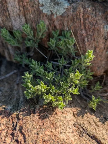 Rydberg's Goldenbush — photo by Daughter Dad