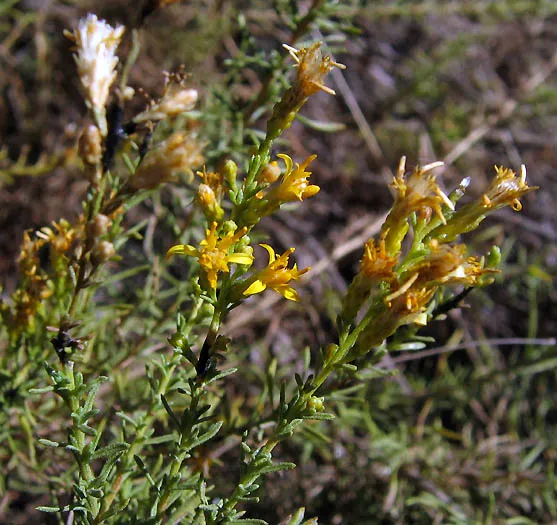Palmer's Rabbitbrush (var. pachylepis) — photo by Anthony Valois and the National Park Service