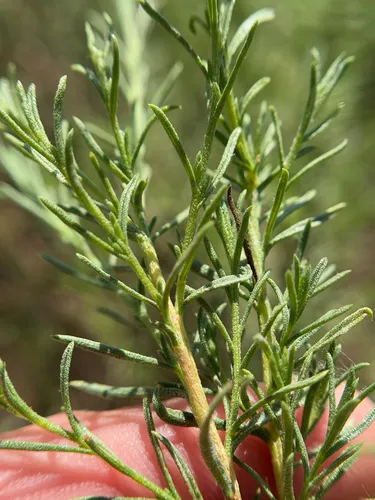 Palmer's Rabbitbrush (var. palmeri) — photo by jack