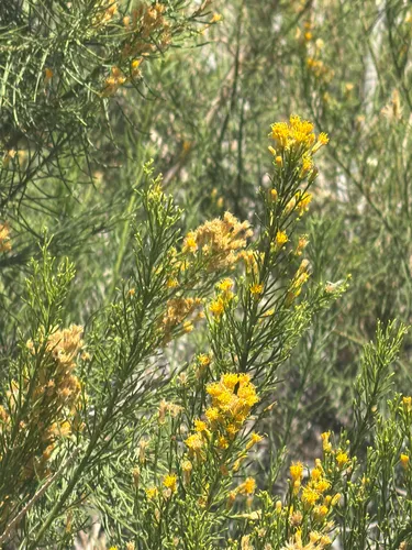 Mojave Rabbitbrush — photo by Aaron Liston