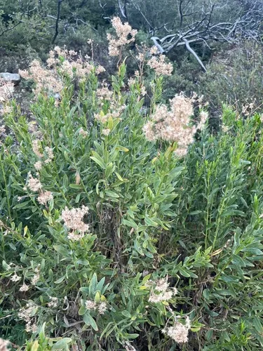 Parish's Rabbitbrush — photo by gilmore1777