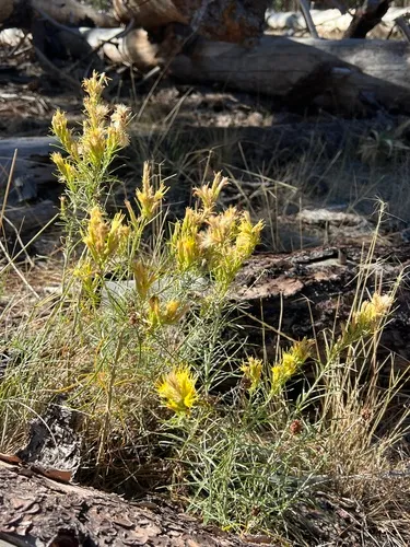 Parry's Rabbitbrush — photo by smhynes