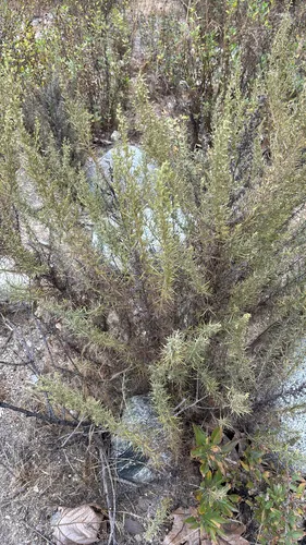 Pinebush