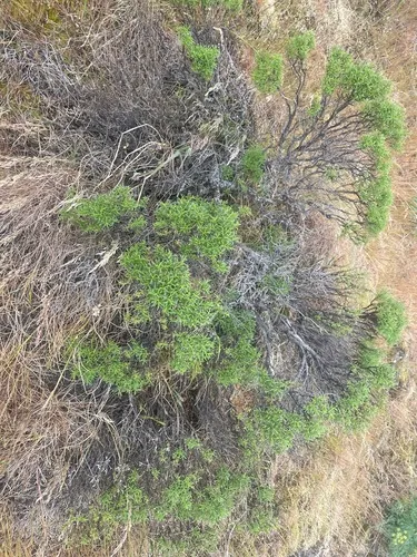 Columbian Goldenbush