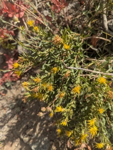 Singlehead Goldenbush — photo by Rob Irwin