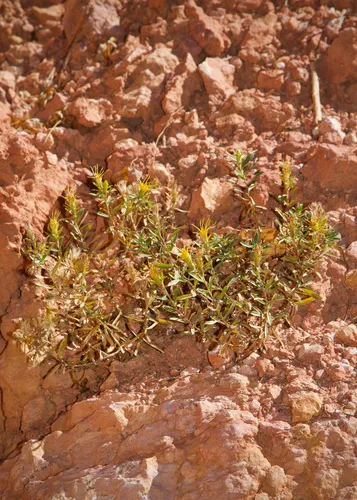 Subalpine Goldenbush — photo by Bryce Silver-Bates