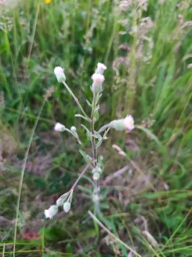 Bitter Fleabane — photo by honza_manousek