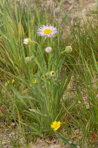 Alice Eastwood's Fleabane