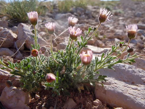 Big Horn Fleabane — photo by Matt Lavin