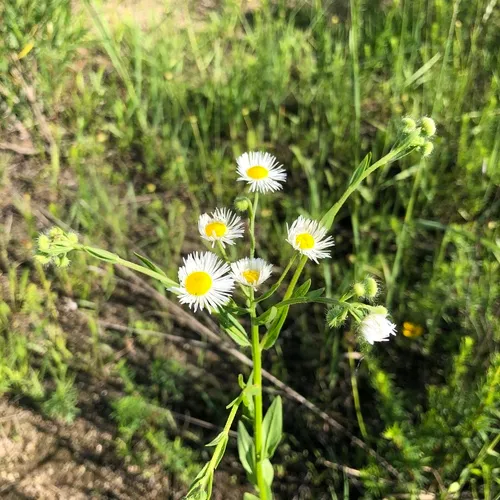 Eastern Daisy Fleabane