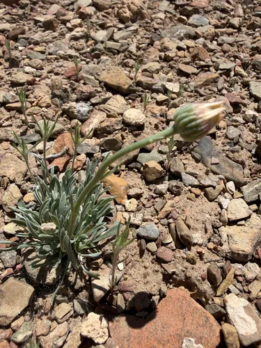 Silver Fleabane — photo by Michelle Skip Vasquez