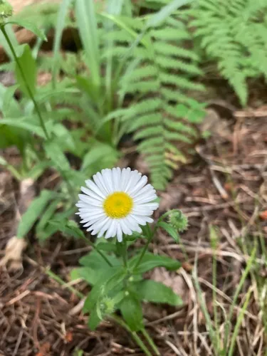 Arizona Fleabane