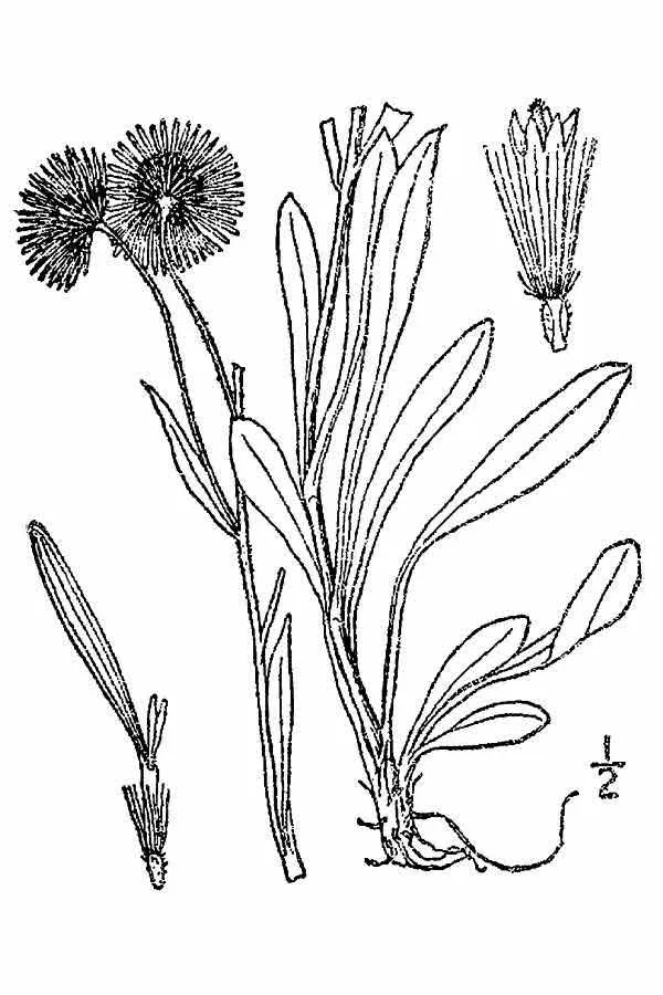 Rough Fleabane — photo by Wikimedia Commons