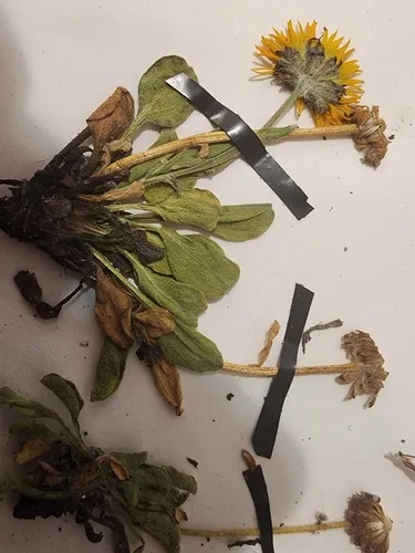 Alpine Yellow Fleabane