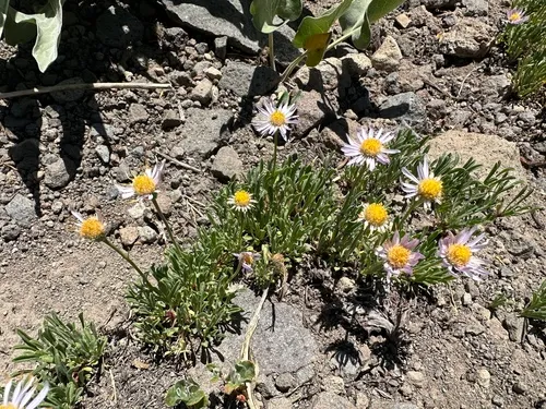 Shining Fleabane — photo by Molly J. Ferry