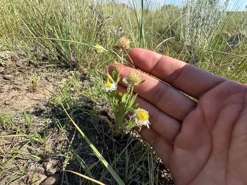 Western Daisy Fleabane — photo by Matt Reala