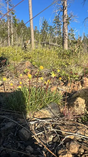 Scabland Fleabane — photo by Chris Adlam