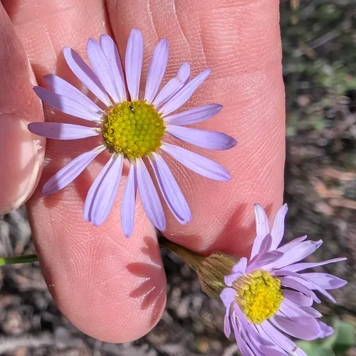 Brewer's Fleabane (var. breweri) — photo by Don Rideout
