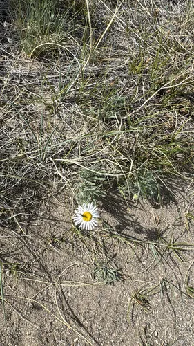 Tufted Fleabane — photo by Steve Ray