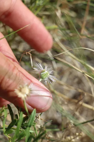 Hoary Fleabane — photo by Austin Saunders