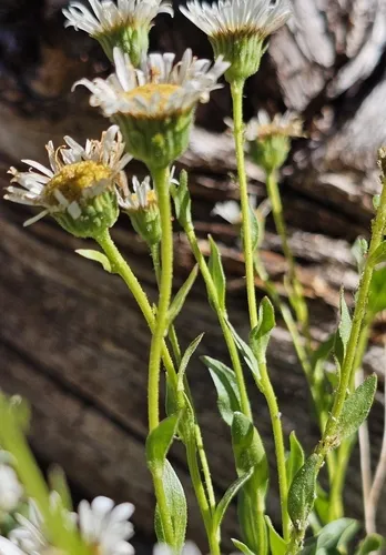 Cascade Fleabane — photo by Stormy